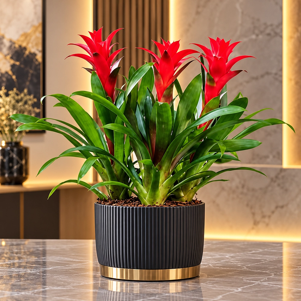 beylikflora_bromelya_1000x1000_7845d363